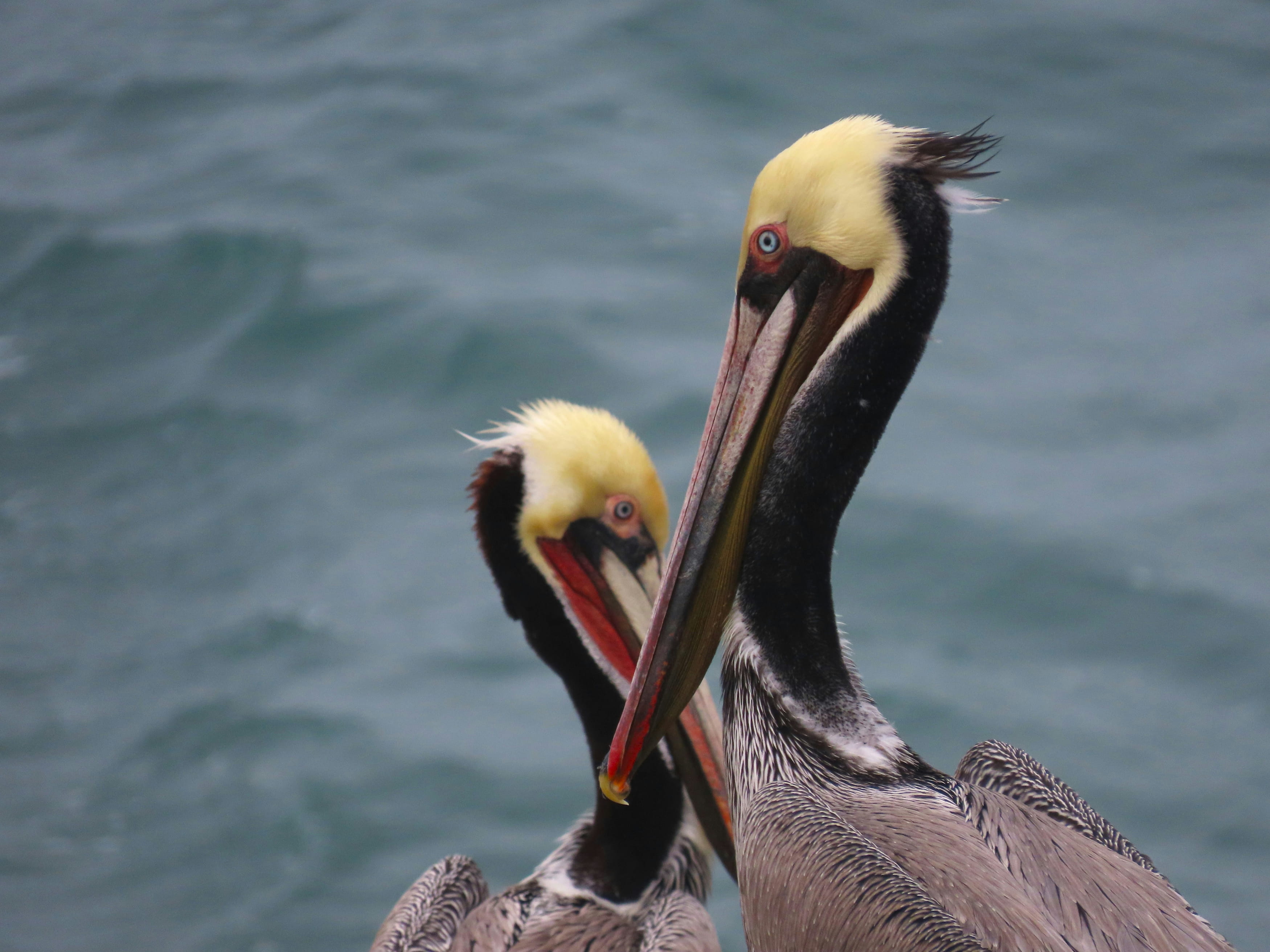 Two California brown pelicans on the coast
